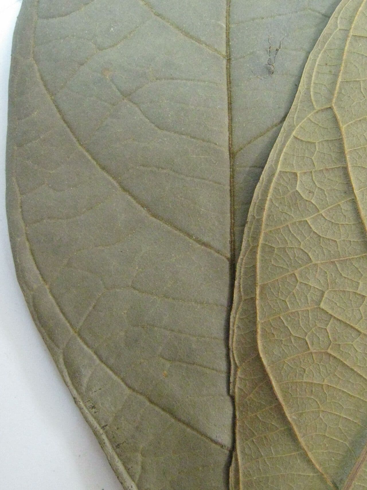 Cupania 5