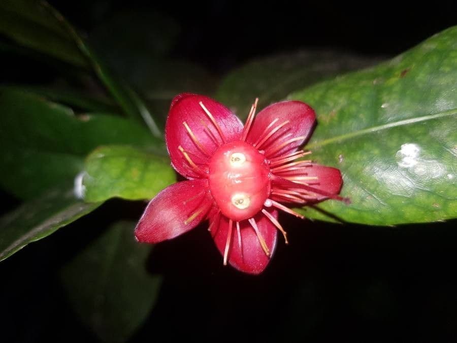 Ochna serrulata 2