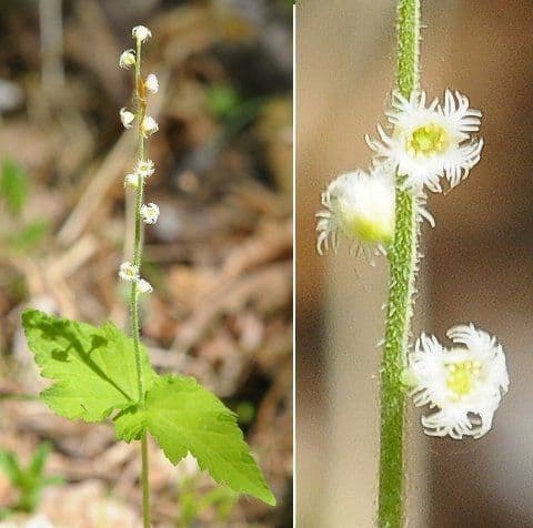 Mitella diphylla 4