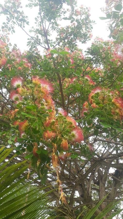 Samanea
