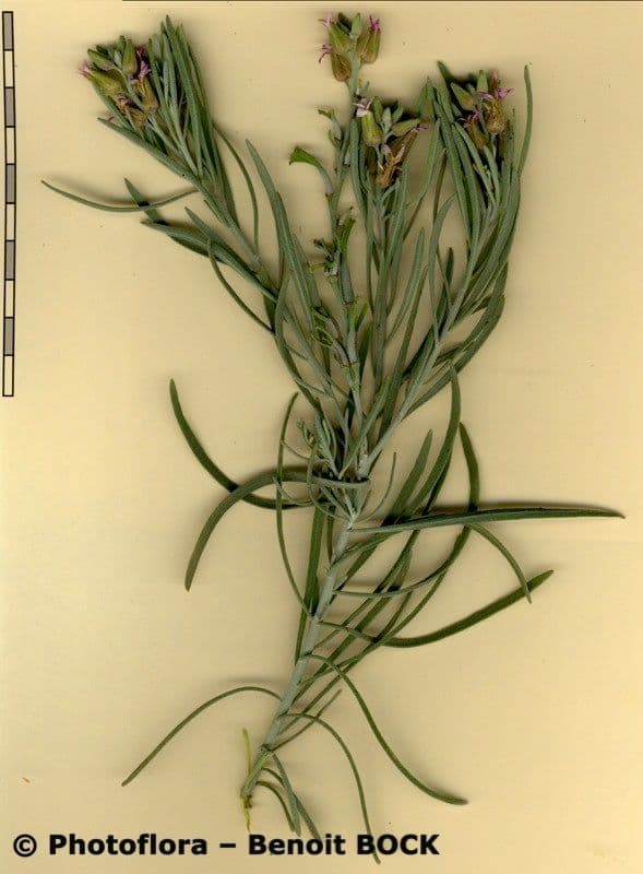 Parolinia 15