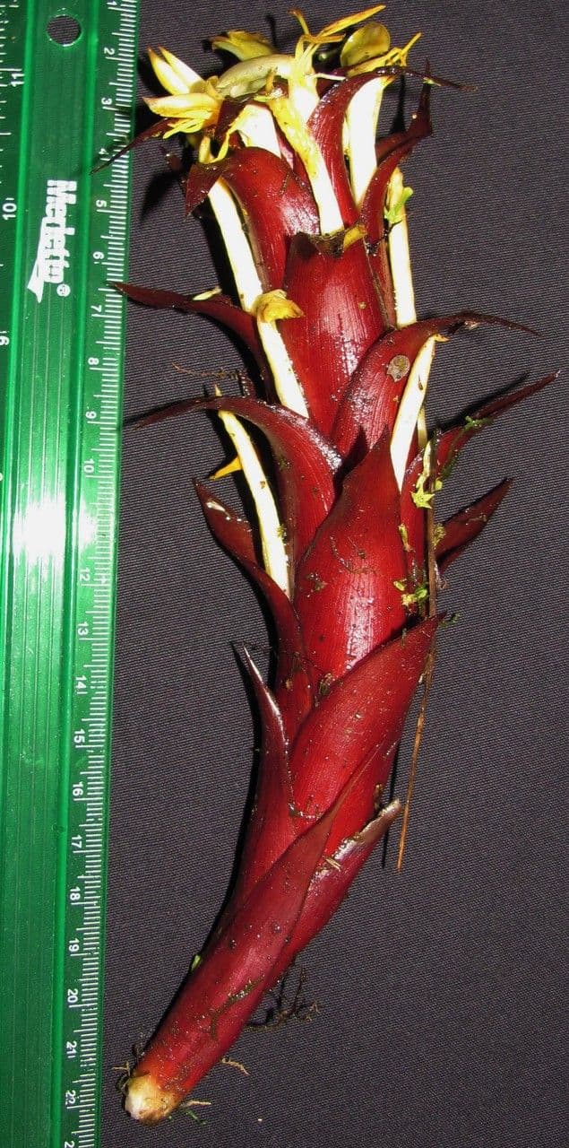 Pitcairnia 4