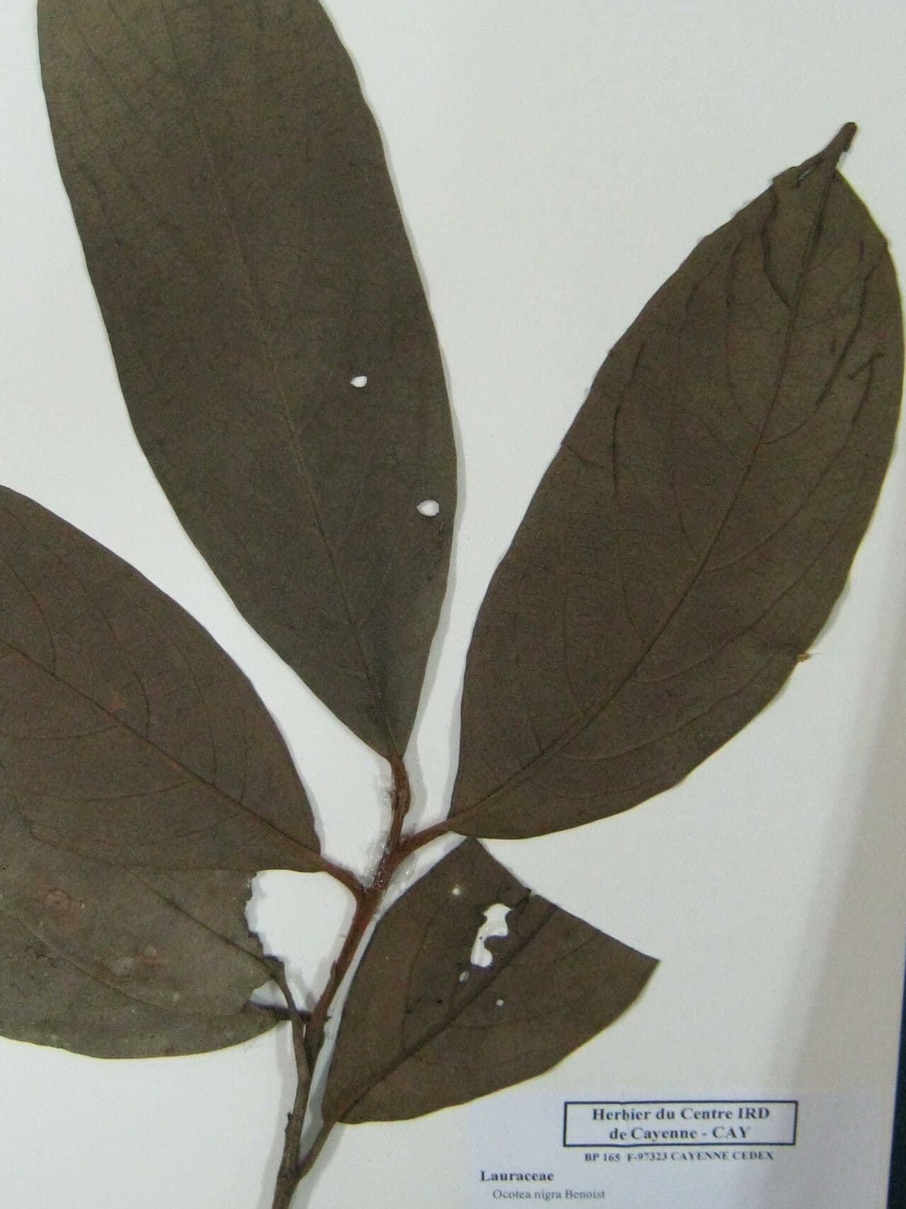 Ocotea 14