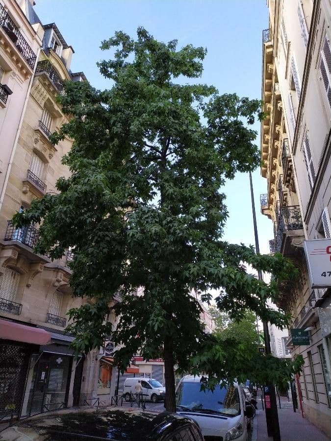 Liquidambar 26