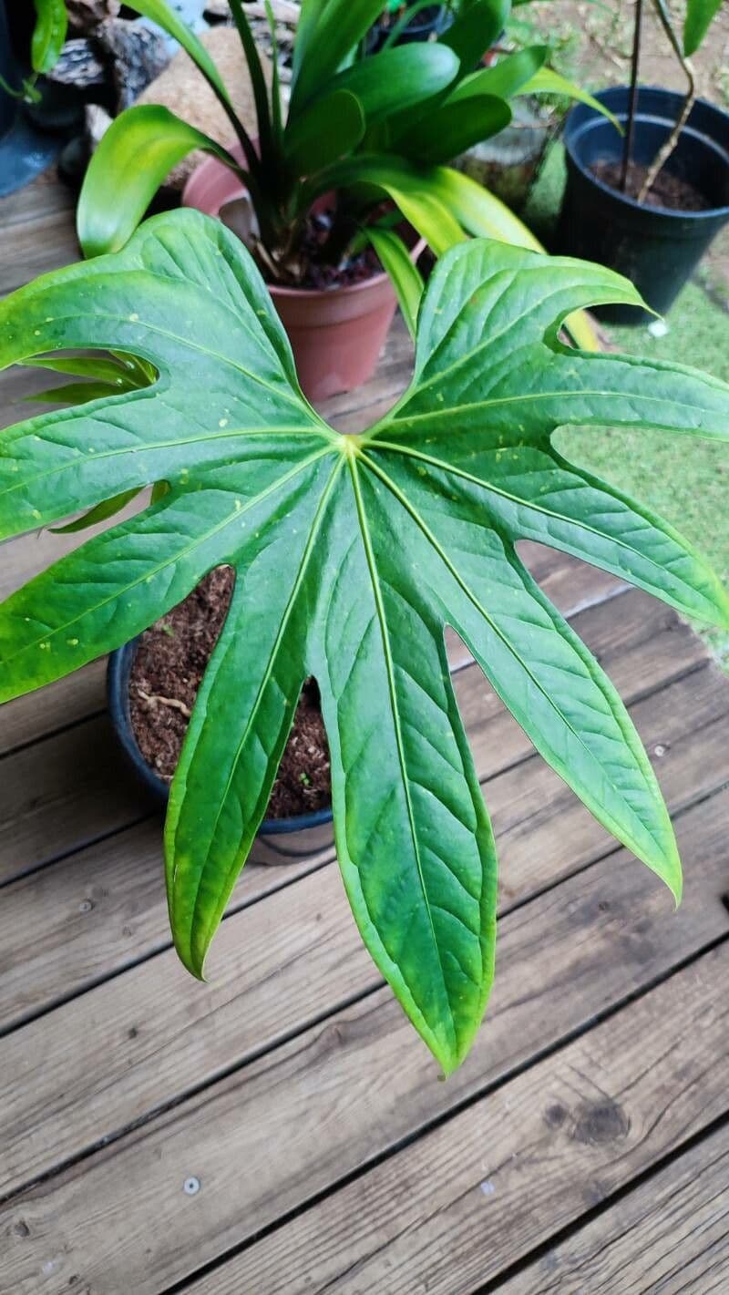 Anthurium 2