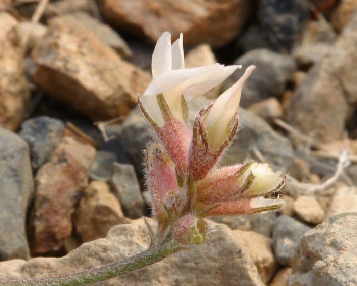 Astragalo 3
