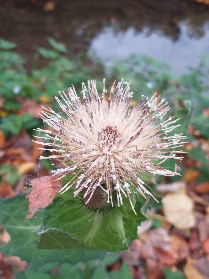 Kohldistel 7