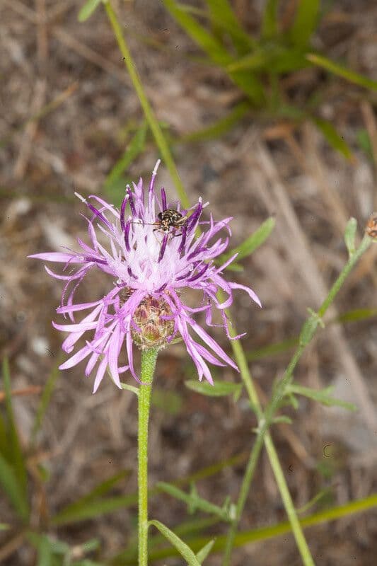 Centaurea de Arrignoni