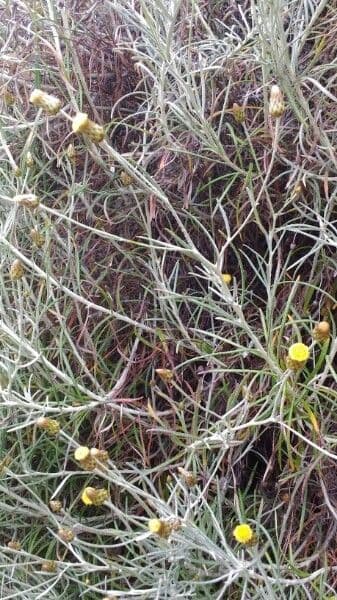 Felsen-Steinimmortelle 23