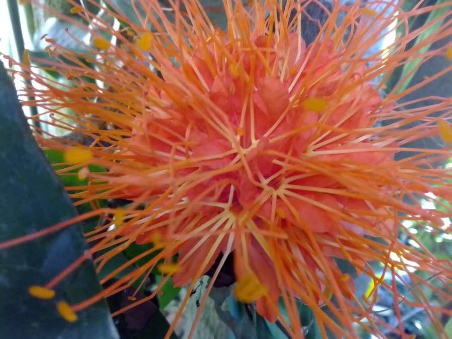 Brownea 4
