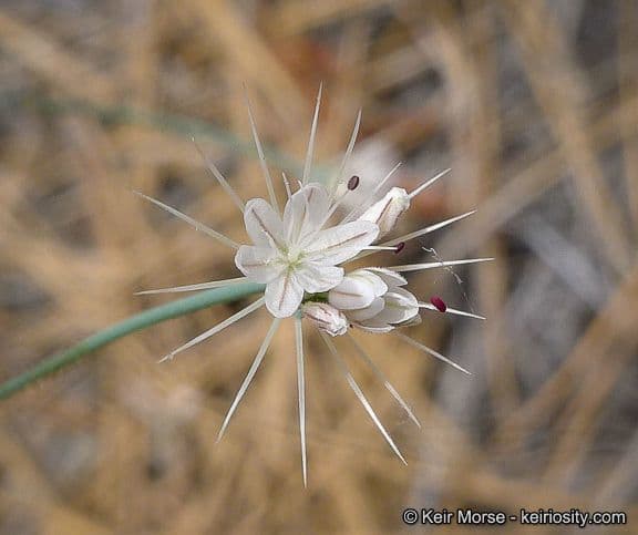 Acanthoscyphus parishii 4
