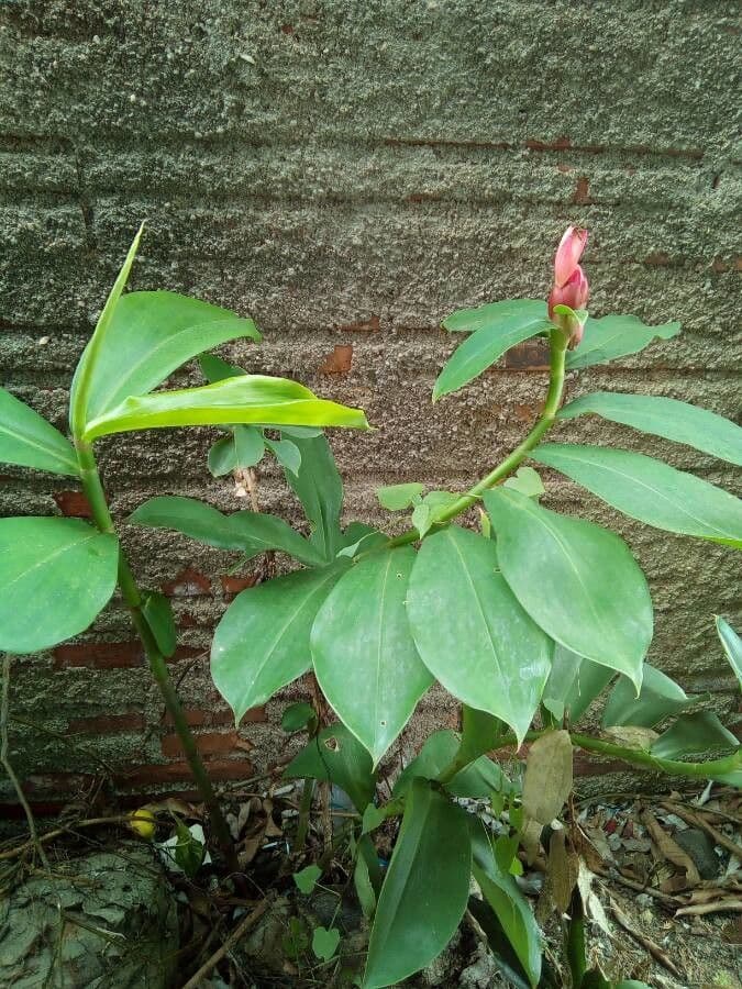 Costus spiralé 12
