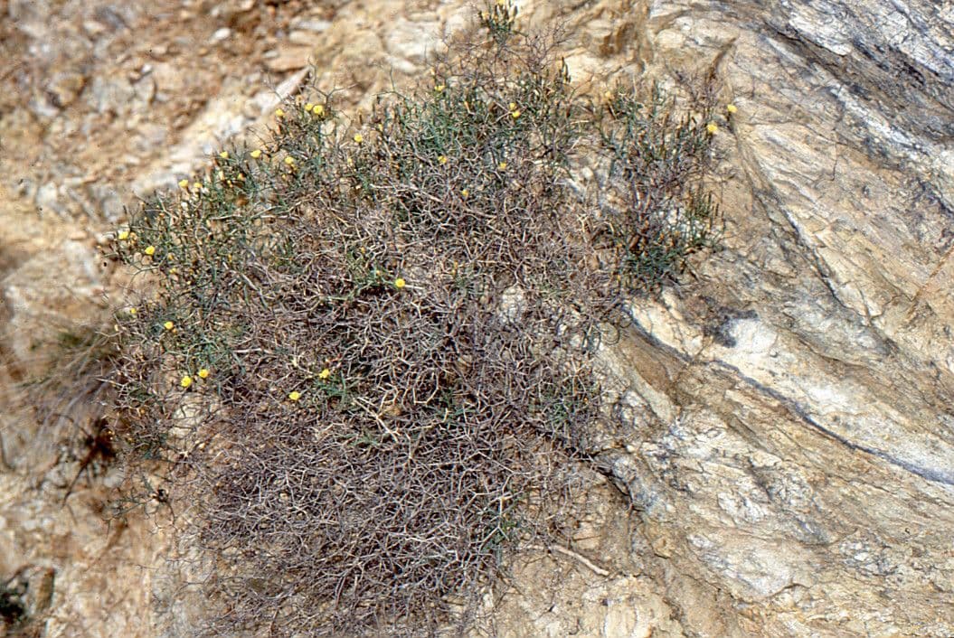 Launaea arborea 11