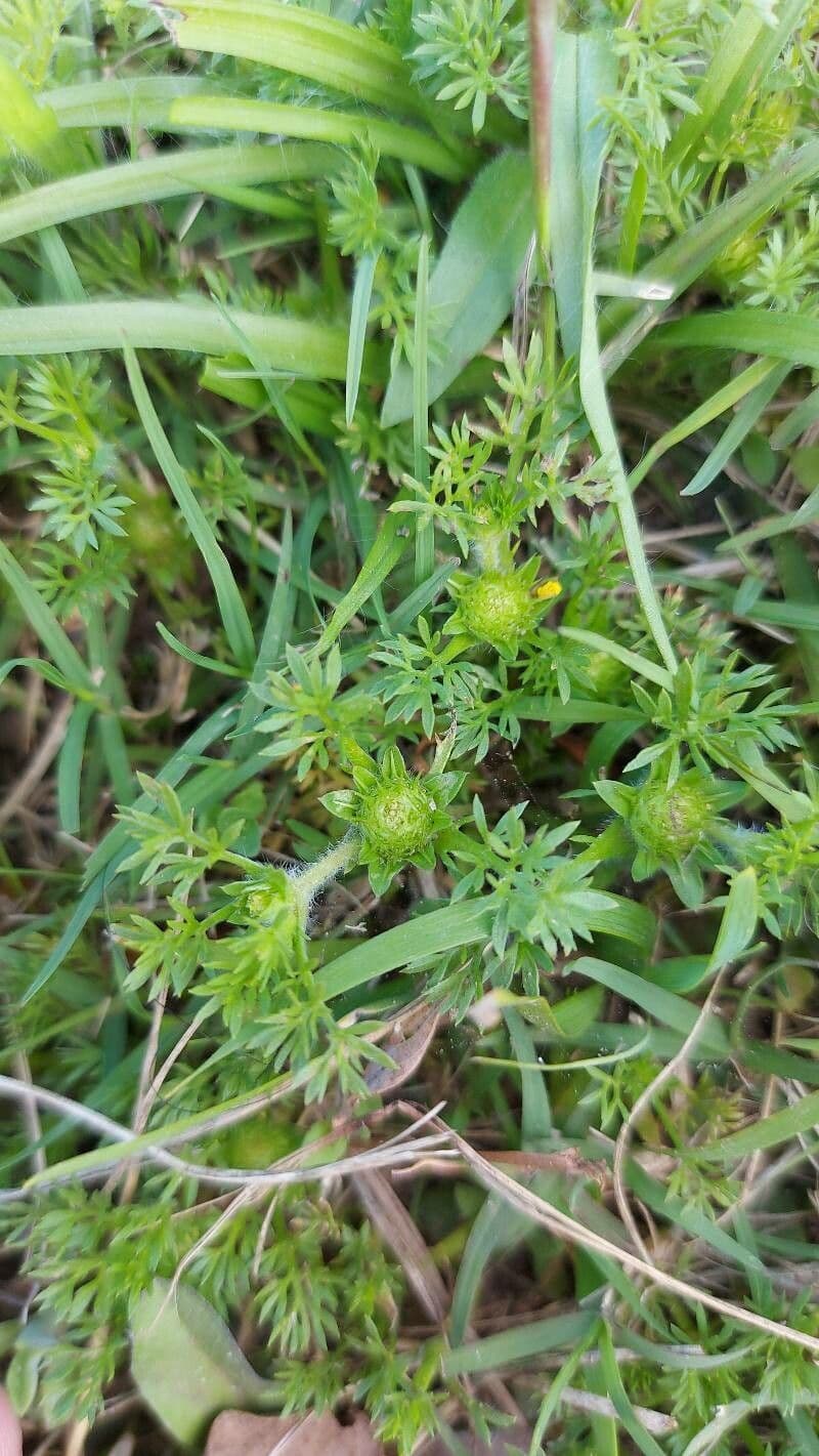 Soliva sessilis 2