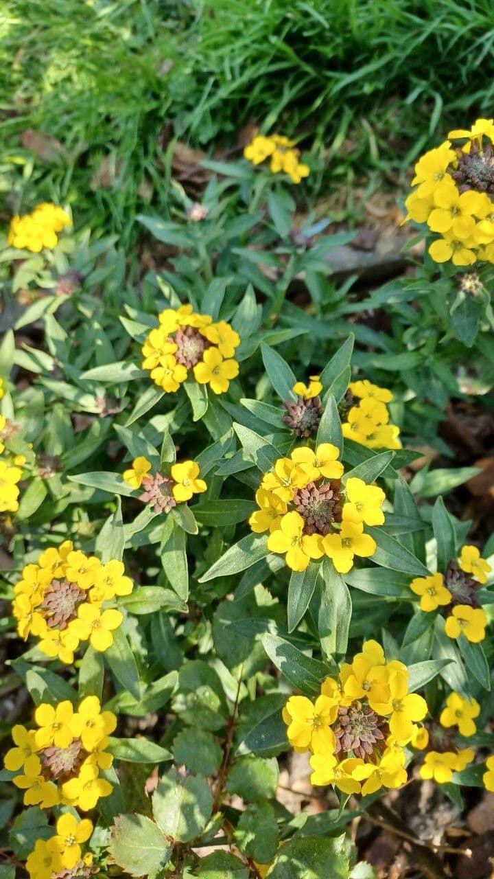 Erysimum 3