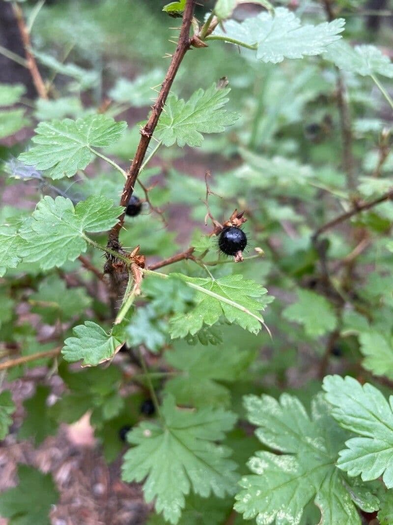 Ribes lacustre 5