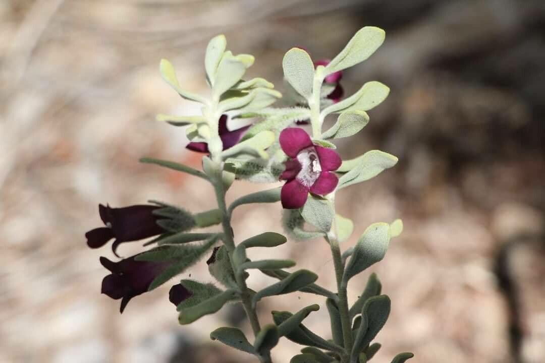 Eremophila