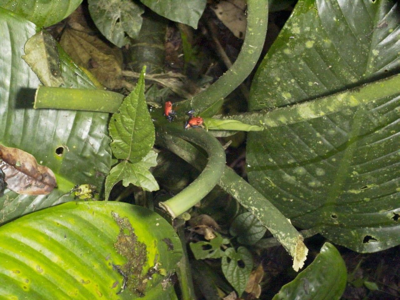 Dieffenbachia 25