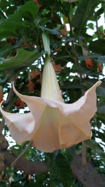 Datura 9