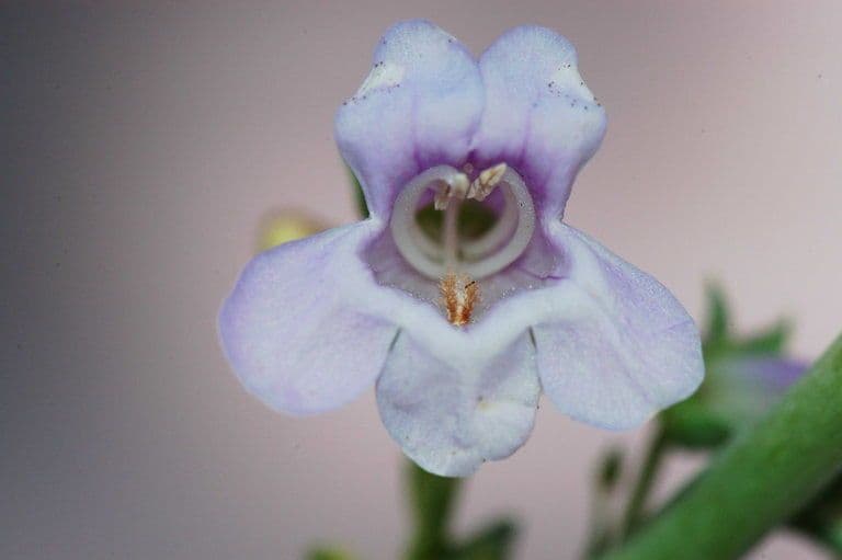 Penstemon