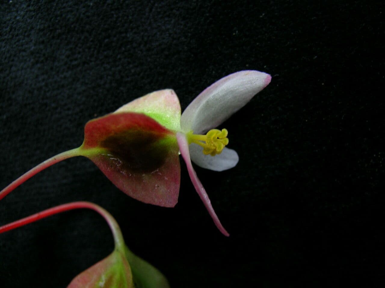 Begonia 2