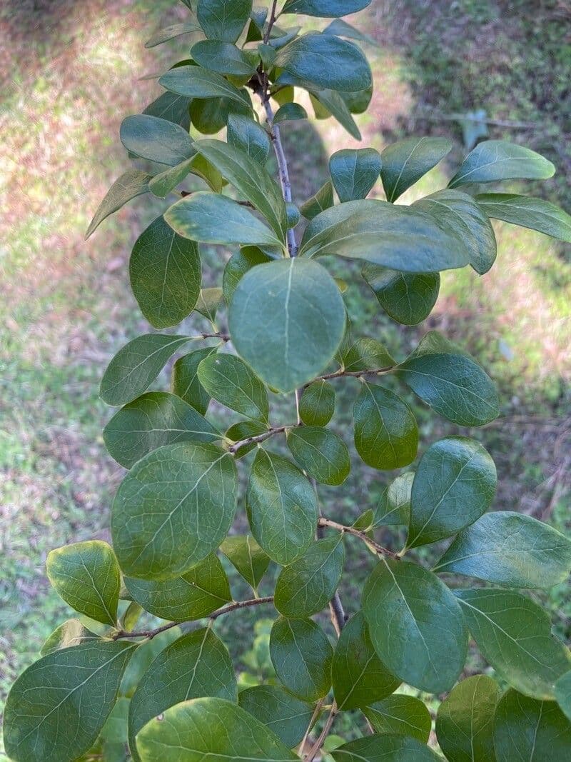 Farkleberry 16