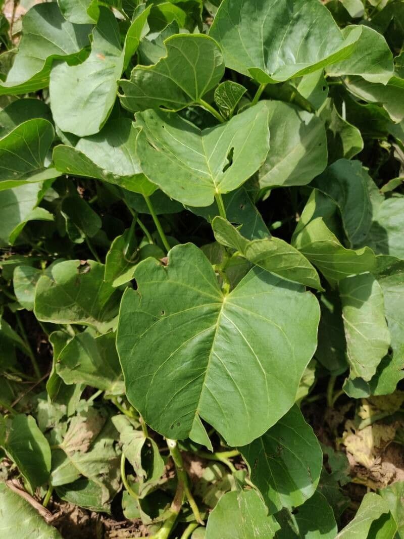 Ipomoea 14