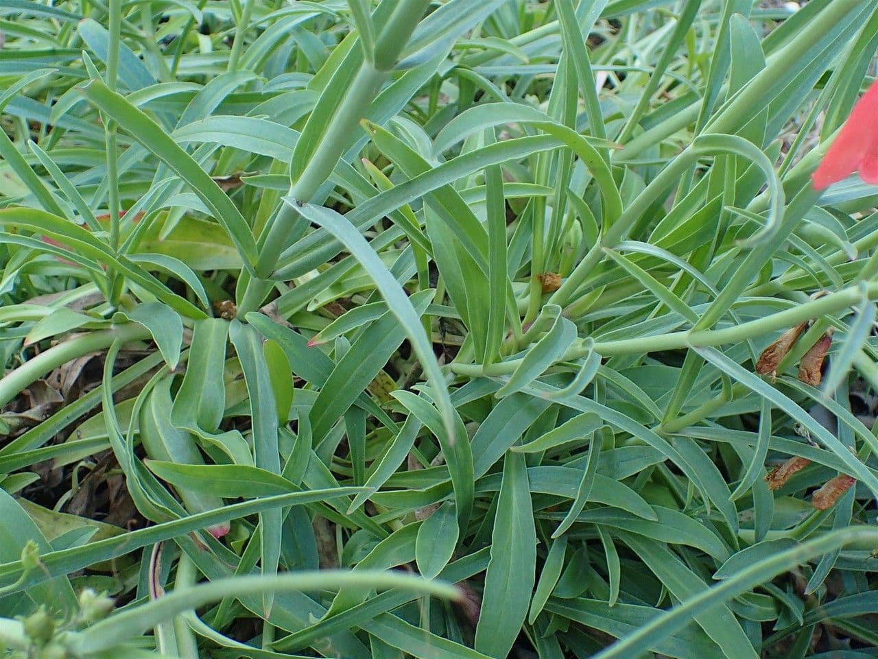 Penstemon barbato 10