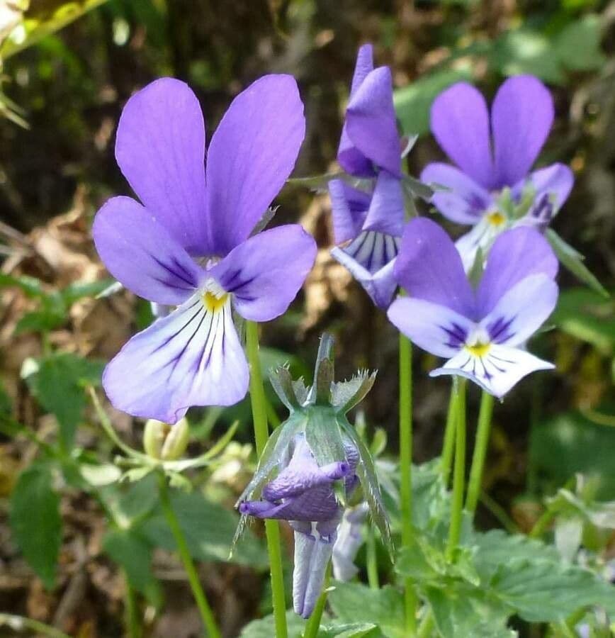 Viola