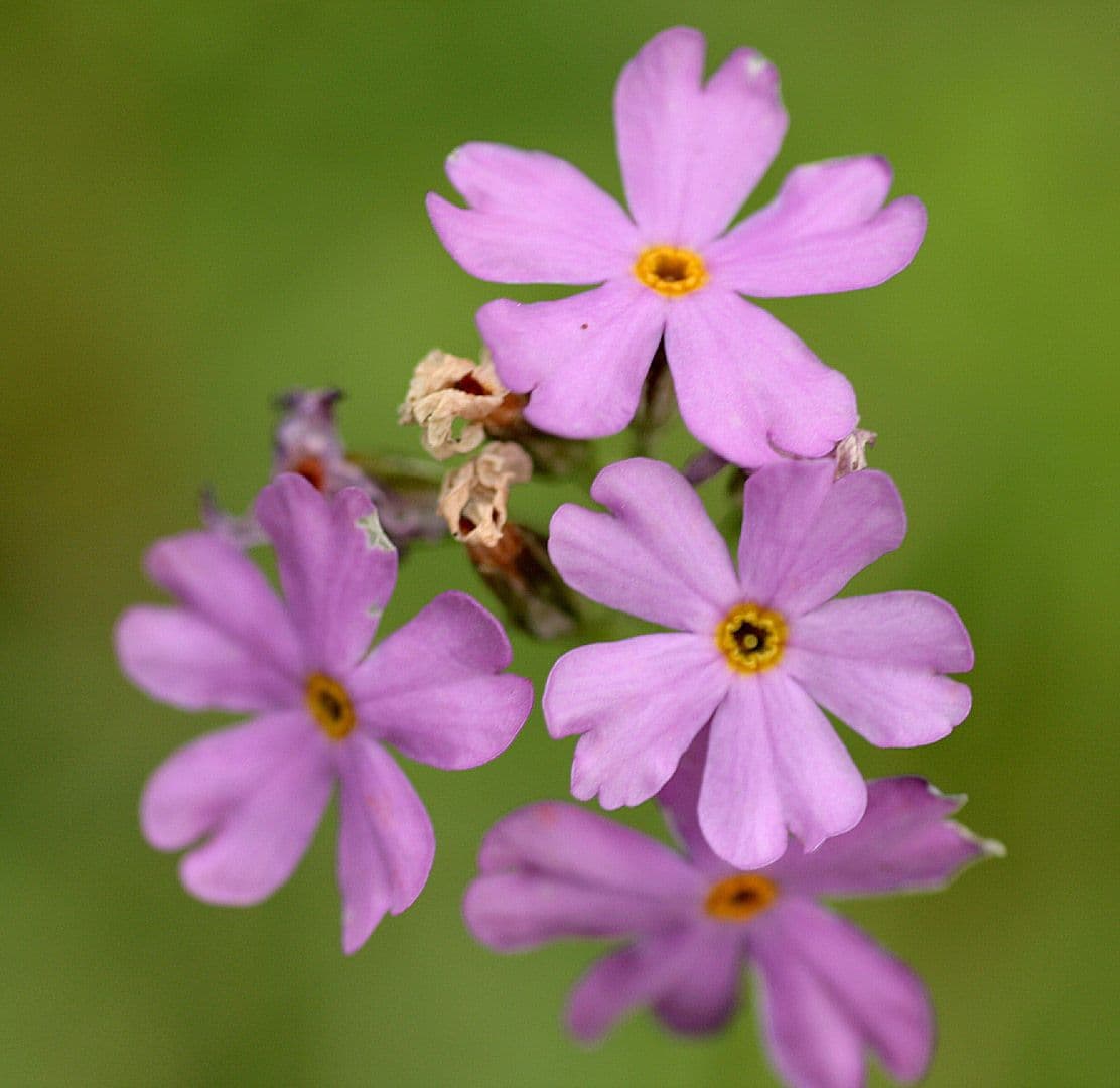 Primula di Laurent 9