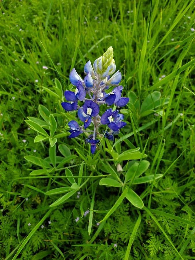 Texas-Blumenkappe 3