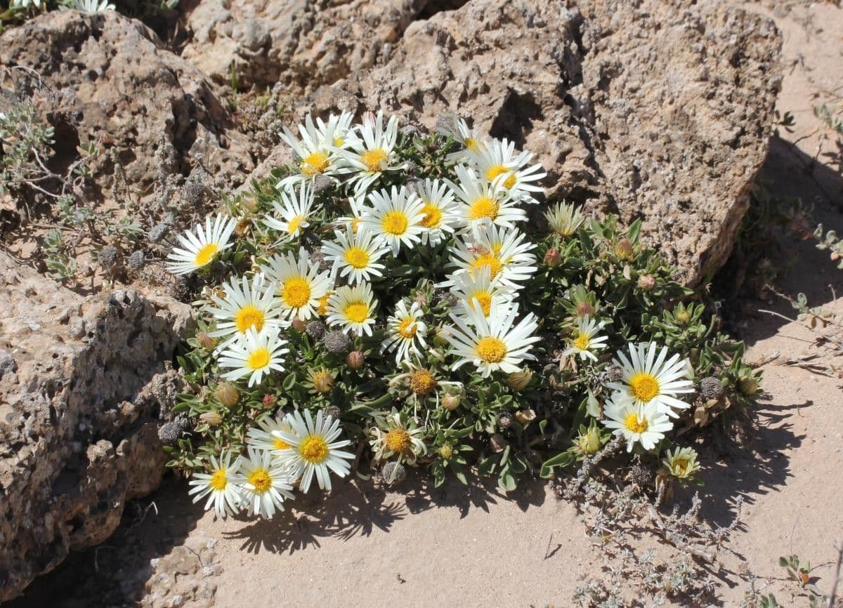Asteriscus 3