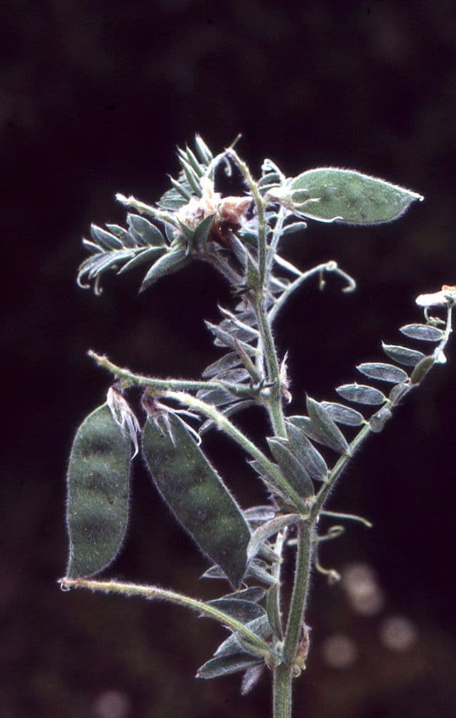 Bengalkichererbse 3