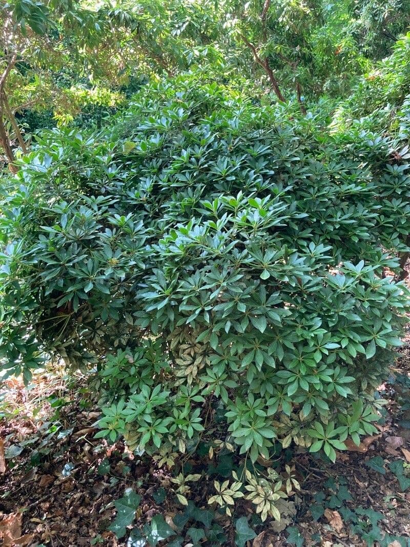 Pitosporum 11