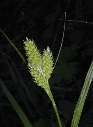 Osedlina 2