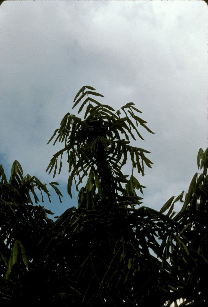Aglaia argentea