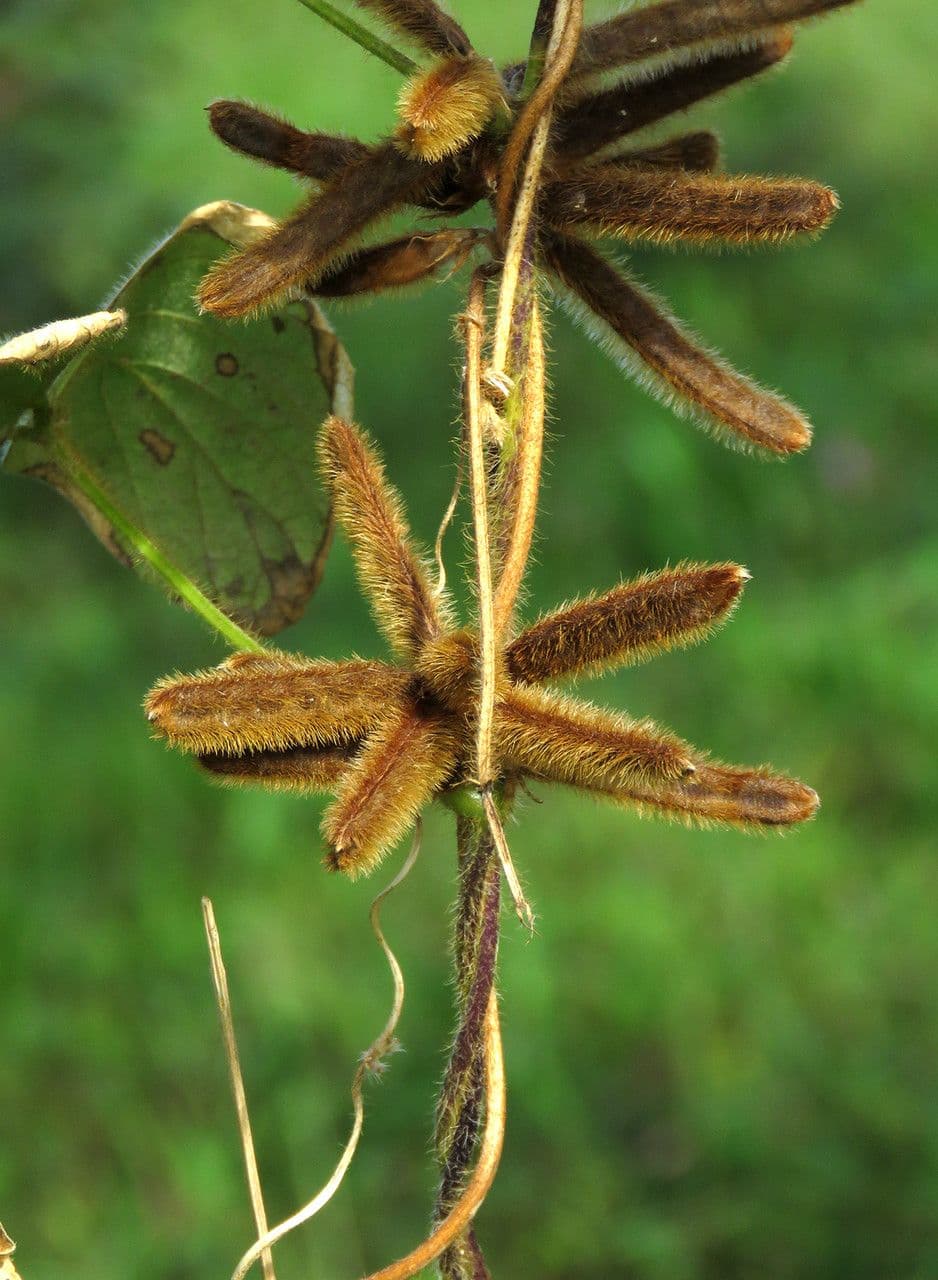 Calopogonium 2