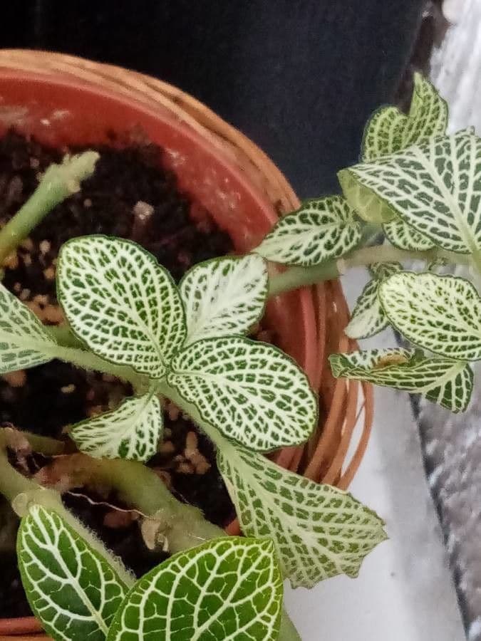 Fittonia 22