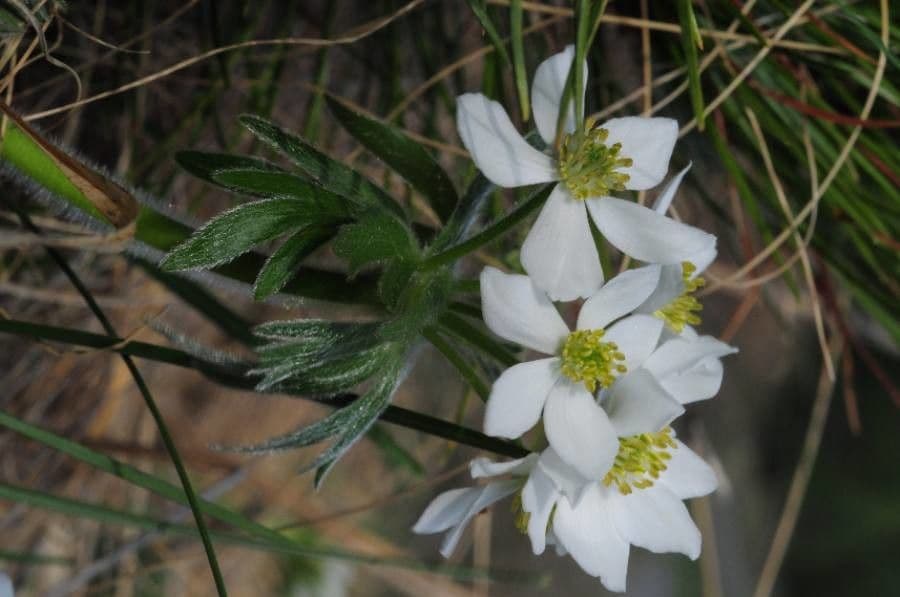 Anemone narcissiflora 7