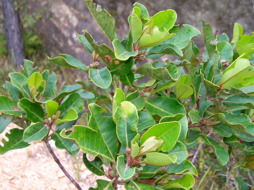 Kanakomyrtus 3