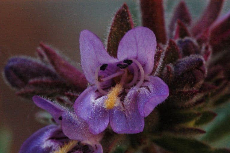 Penstemon 3