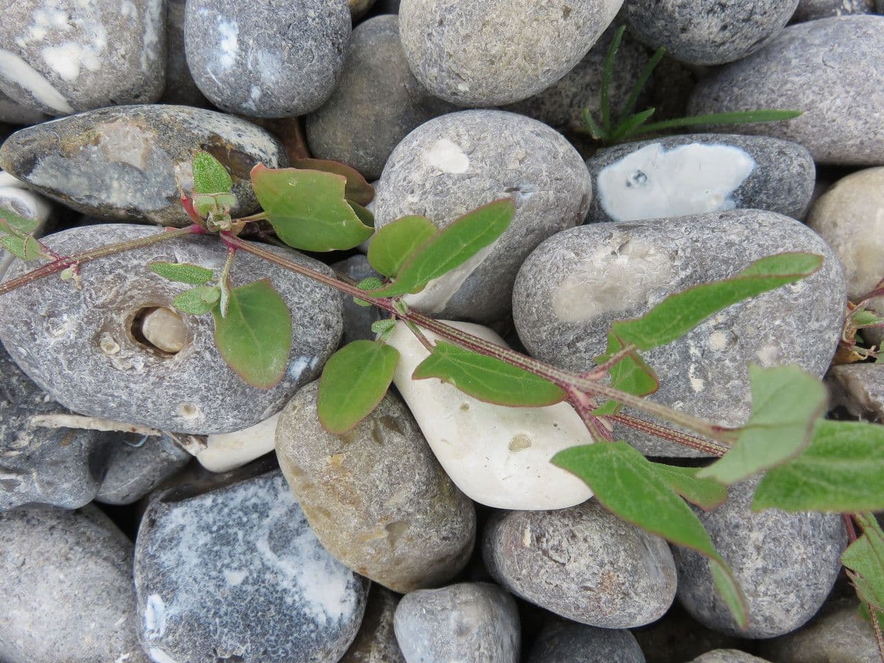 Atriplex glabriuscula 17