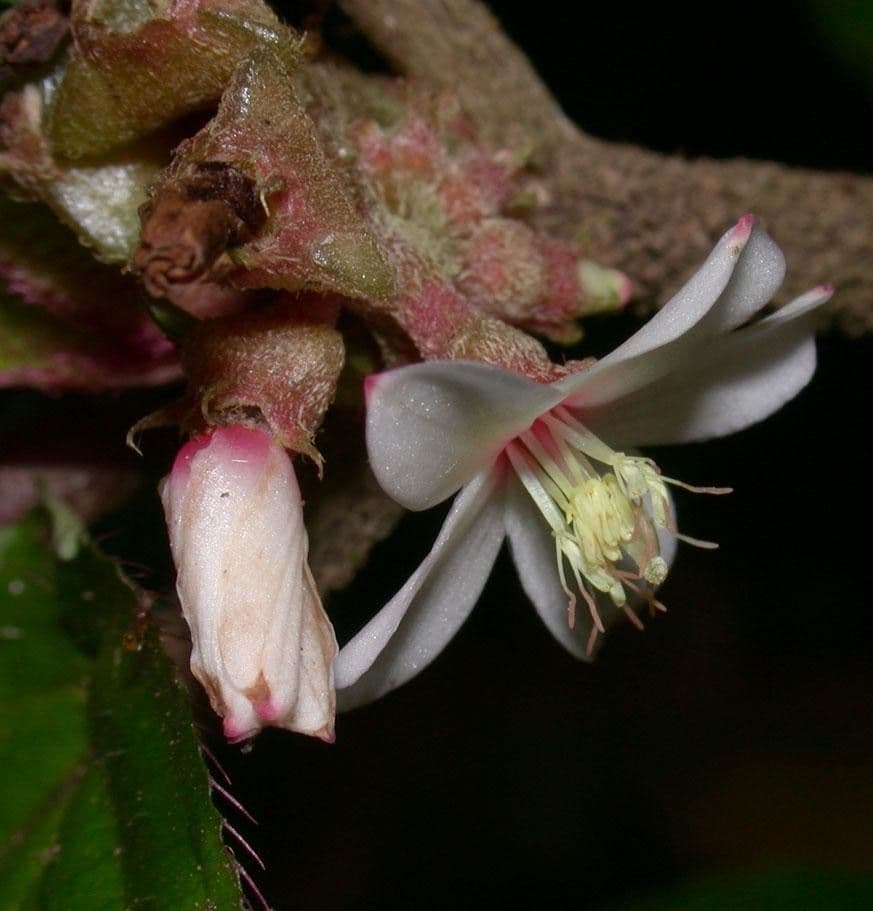 Triolena
