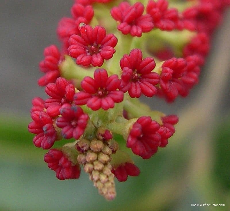 Elattostachys 9