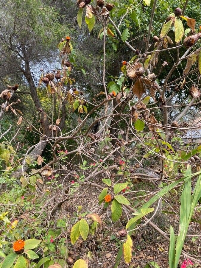 Cnicothamnus 7
