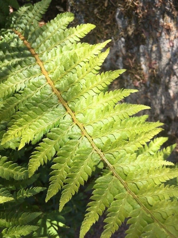 Polystichum 2