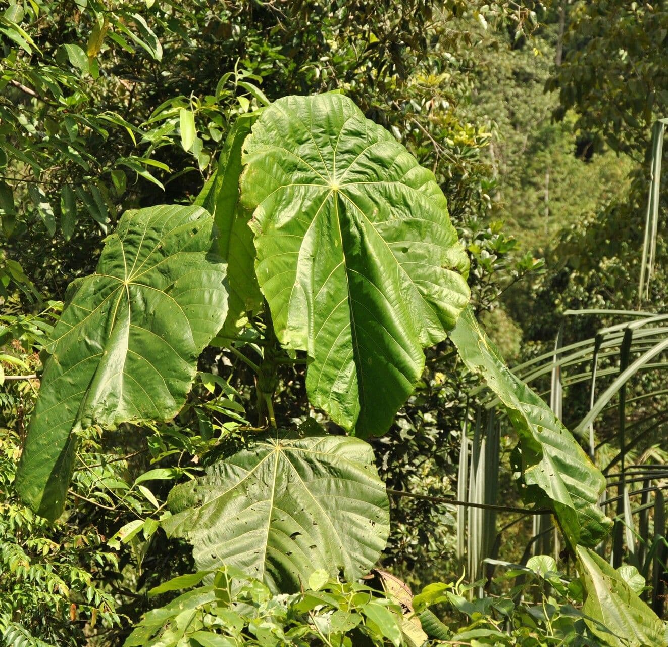 Macaranga 6
