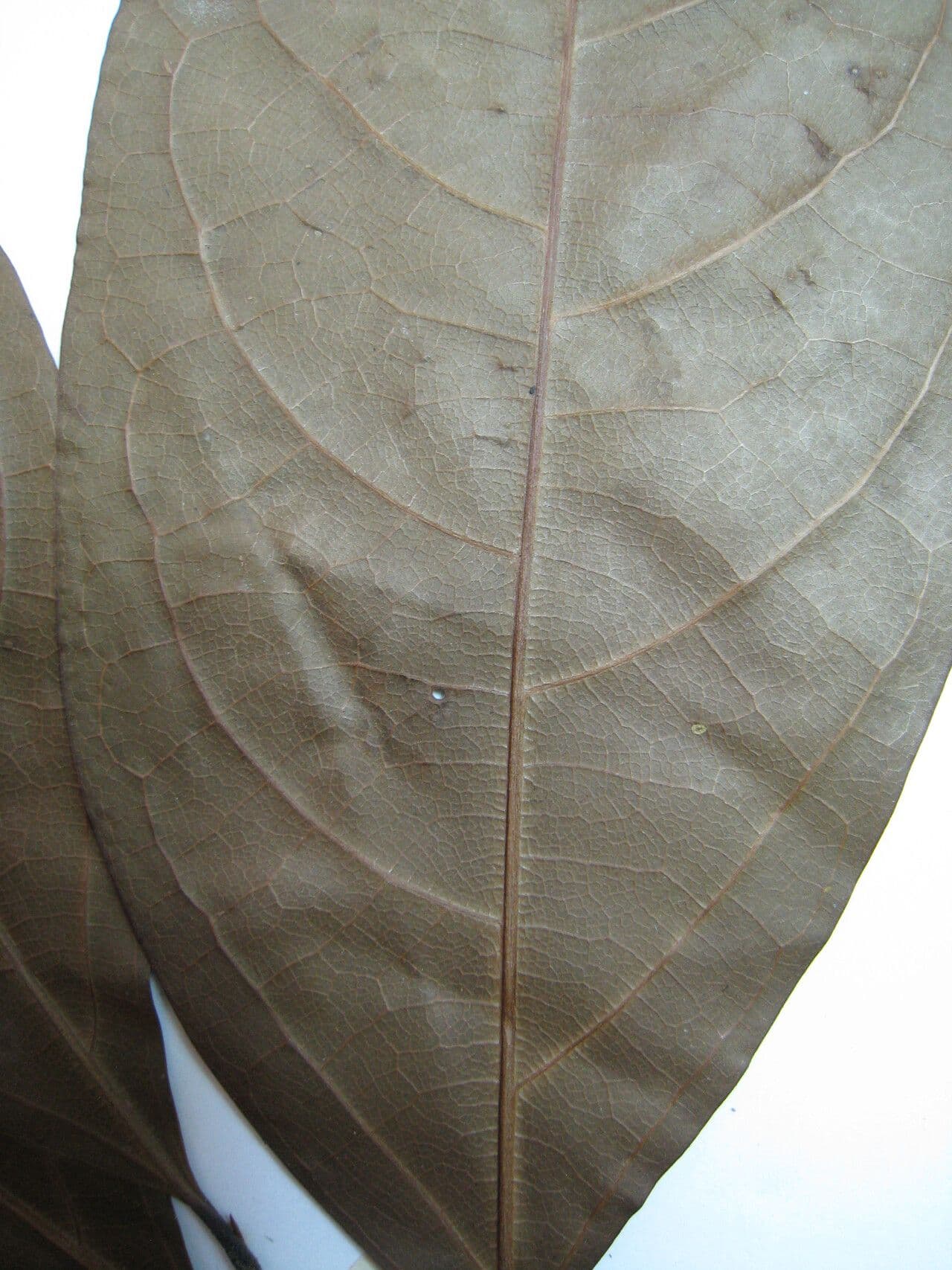 Ocotea 12