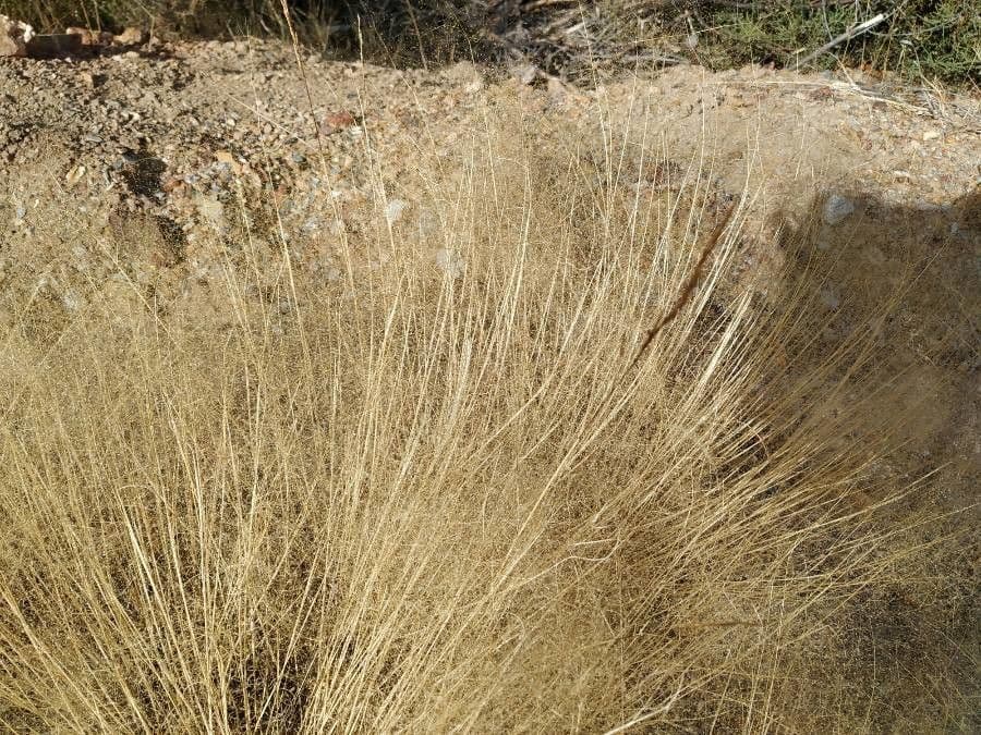 Kavyl vláskovitý 21