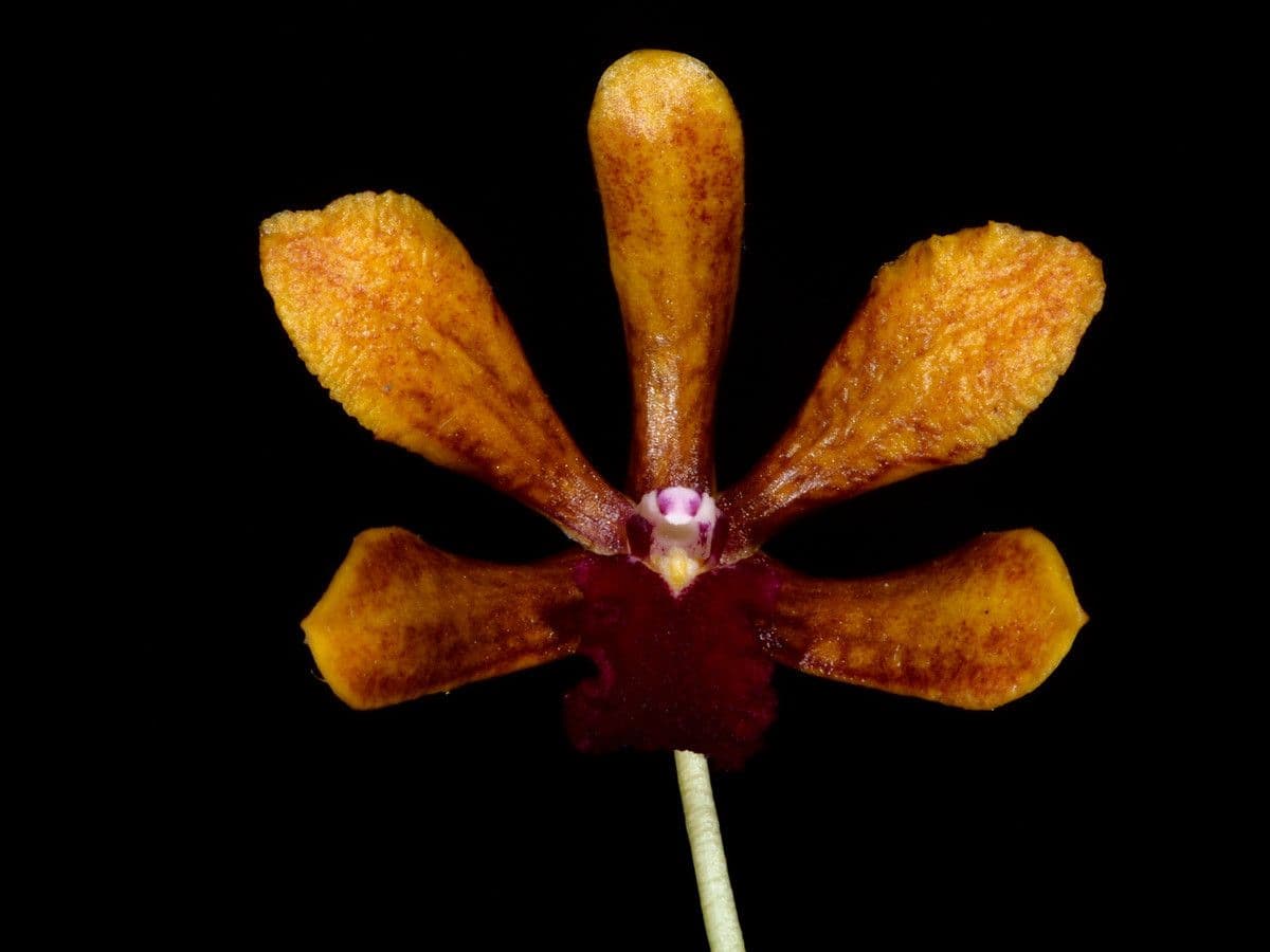 Dendrobium 5